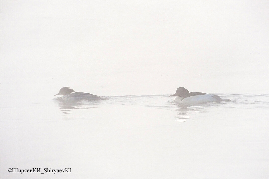 Большие крохали хотели укрыться от меня туманом.