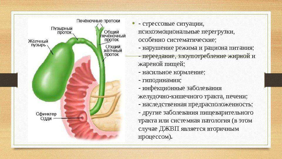 Желчевыводящих путей что это такое. Функциональные нарушения желчевыводящих путей. Признак нарушения функции желчевыводящих путей. Дискинезия желчевыводящих протоков симптомы. Дискинезия сфинктера Одди.