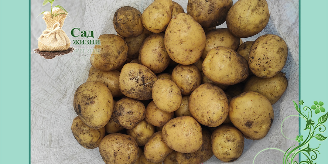 Характеристика картофеля сорта "ГАЛА". Основной сорт, который дает гарантированный урожай каждый год
