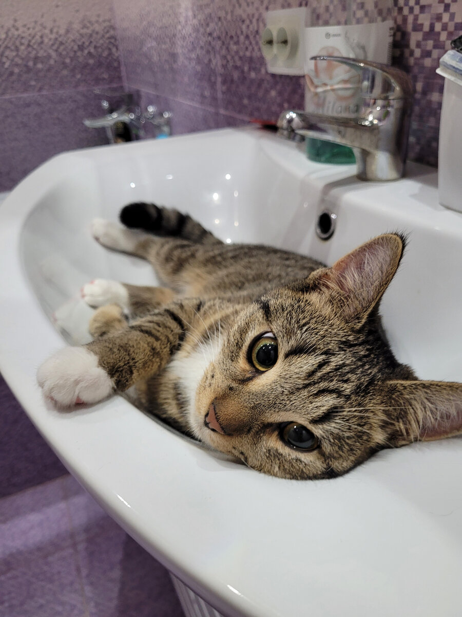 Одно из фото локации отдыха кота Топатусика.