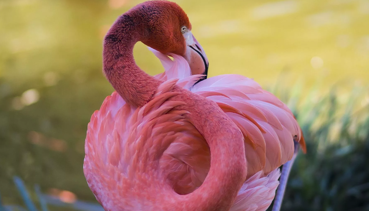 Фламинго интересная. Розовый Фламинго птица. Обыкновенный Фламинго. Розовый Фламинго 8к. Карликовый Фламинго.