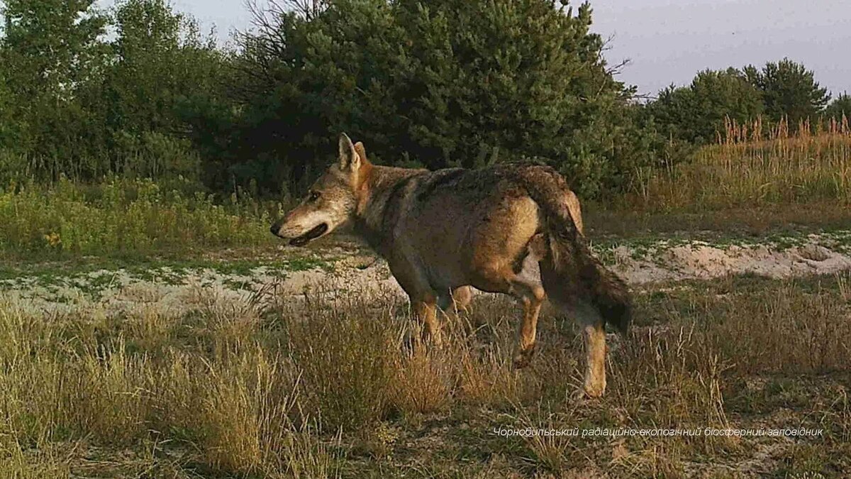 © Foto : Chornobyl Radiation and Ecological Biosphere Reserve