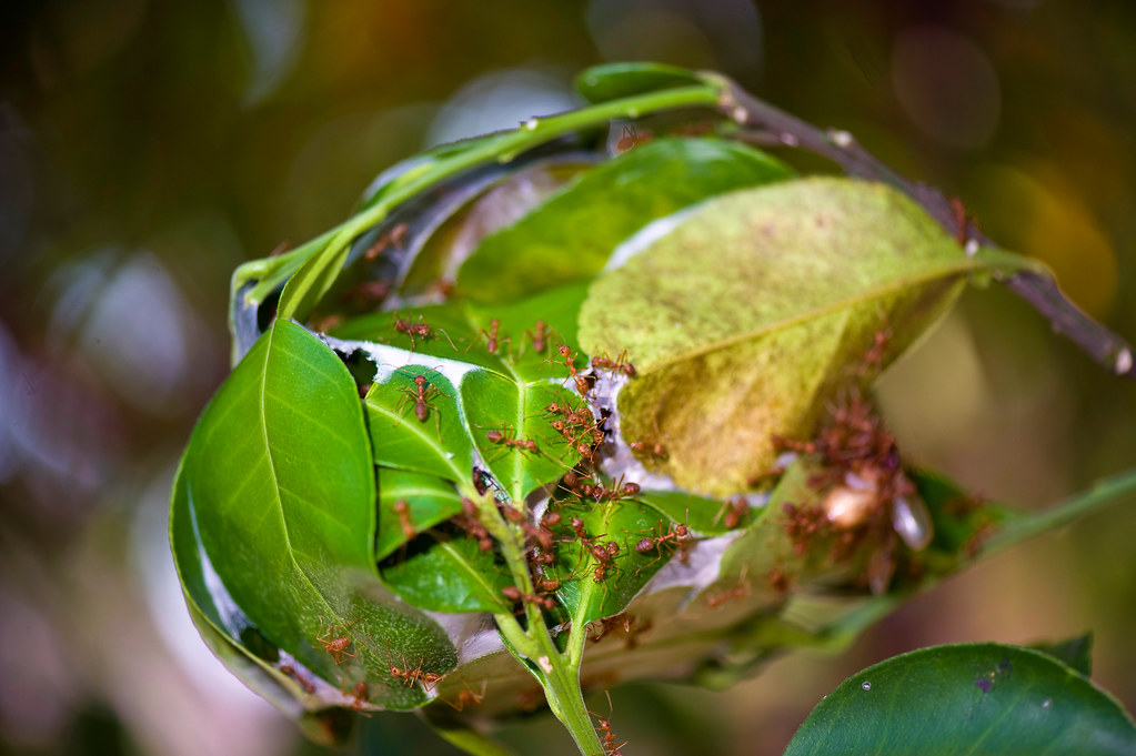 Муравьи-портные и старательно сворачиваемое ими гнездо из листьев. Между листьями видны клейкие нити, которые получают благодаря личинкам. Фото из Интернета