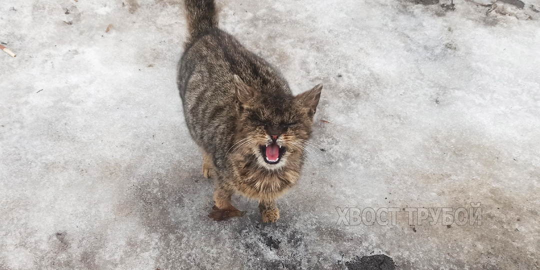 Замерзший котёнок с некрасивой мордочкой прибился к магазину и просил помощи