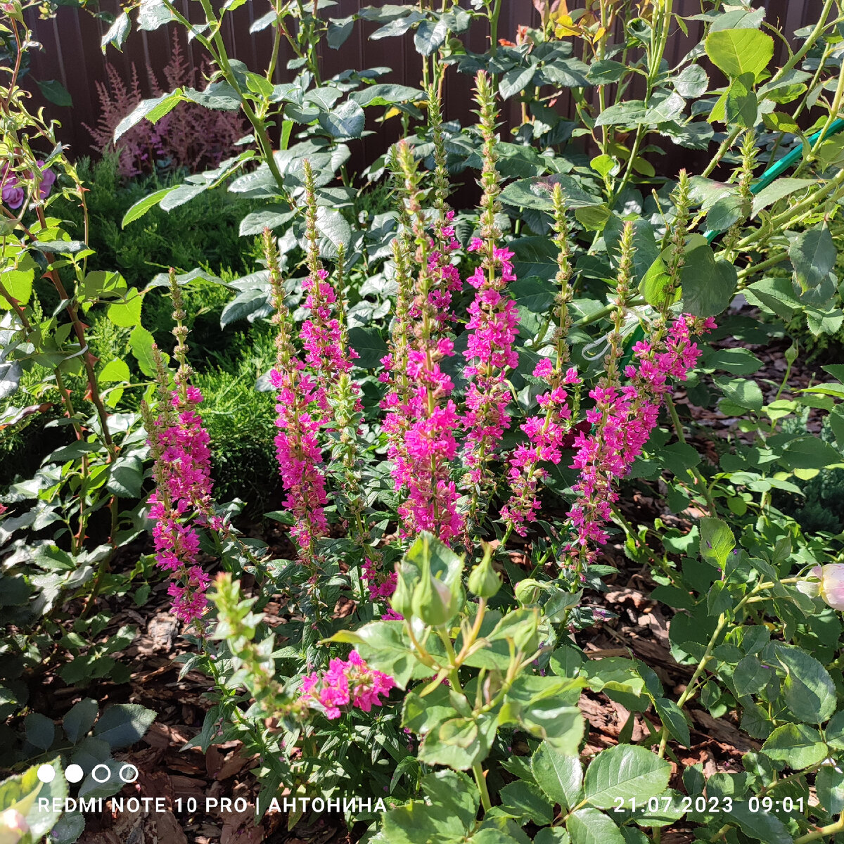 Многолетние растения примеры. Примула виалли. Многолетнее растение обитающее. Очиток видный (sedum spectabile). Многолетнее растение обитающее.