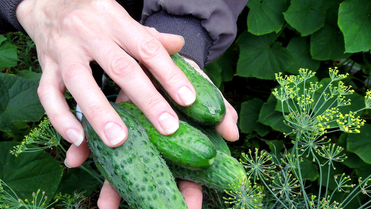 Обзор сортов огурцов для посадки в сезоне 2024