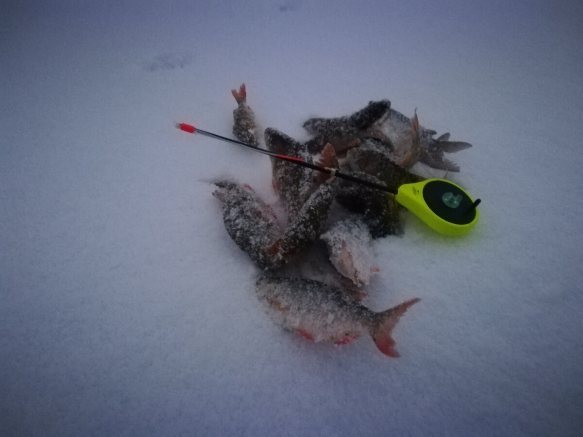 Обзор Grifon SP - зимняя балалайка.