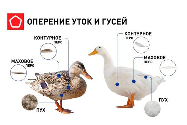 Блог учителя химии и биологии Мельник Н. Г.: Праздник птиц