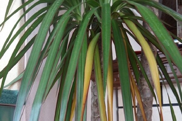 Драцена отогнутая (Dracaena reflexa)