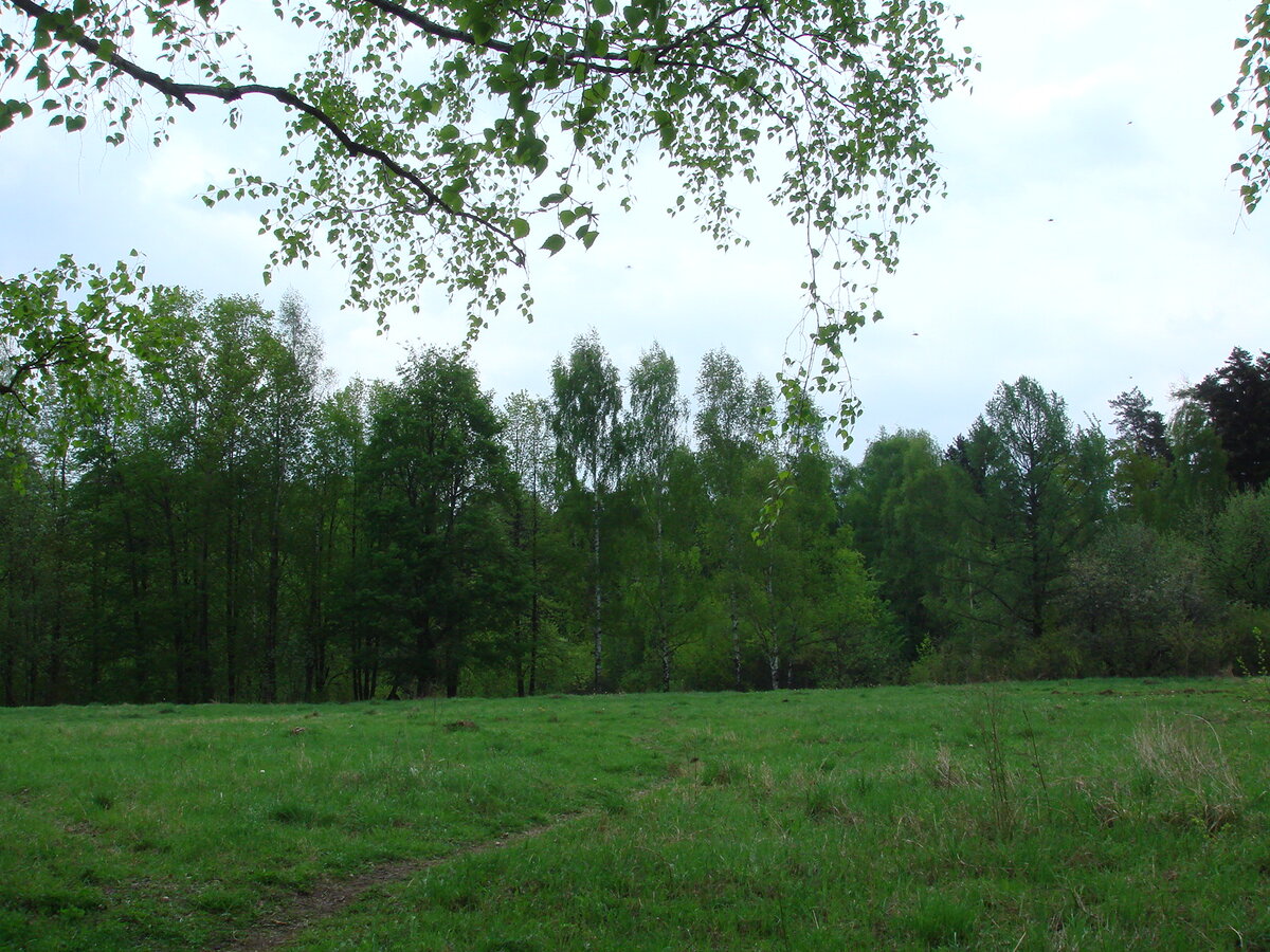 Луг вечером. (Фото из личного архива)