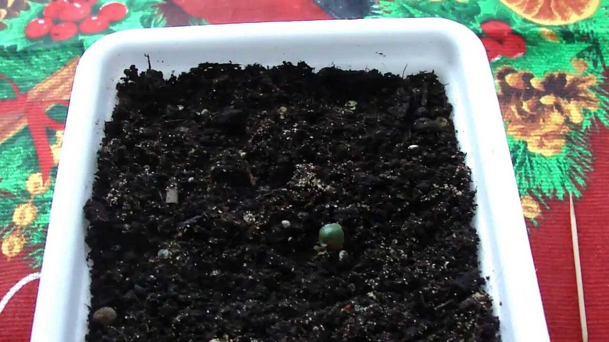 выращиваем однолетники. однолетники двулетники многолетники. вербена кварц микс. выращиваем однолетники. цинерария.