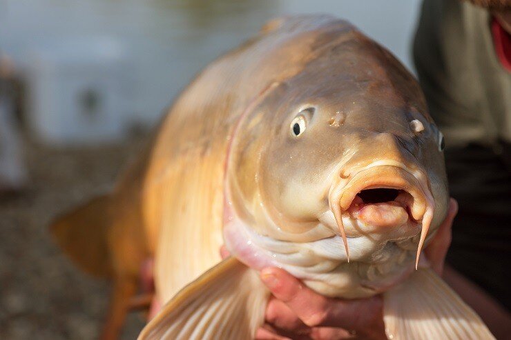 С чего начинать промышленное разведение рыбы? 🐟👀