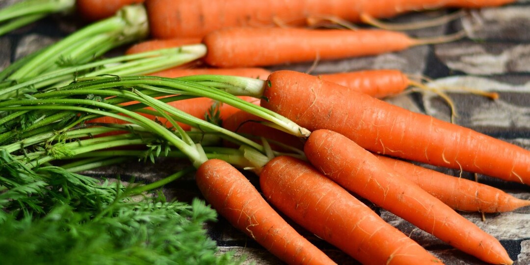 В чем отличие моркови, выращенной в теплице от моркови из огорода?