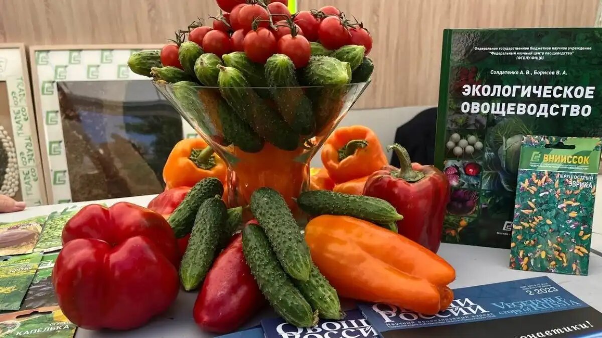 Фото:пресс-служба ФНЦ овощеводства Новые сорта и гибриды овощных культур ФНЦ овощеводства (фото иллюстративное)