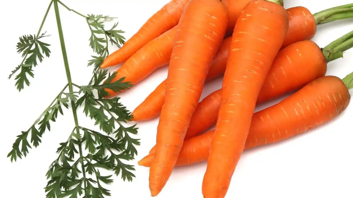  Фото:пресс-служба ФНЦ овощеводства. Сорт МИНОР