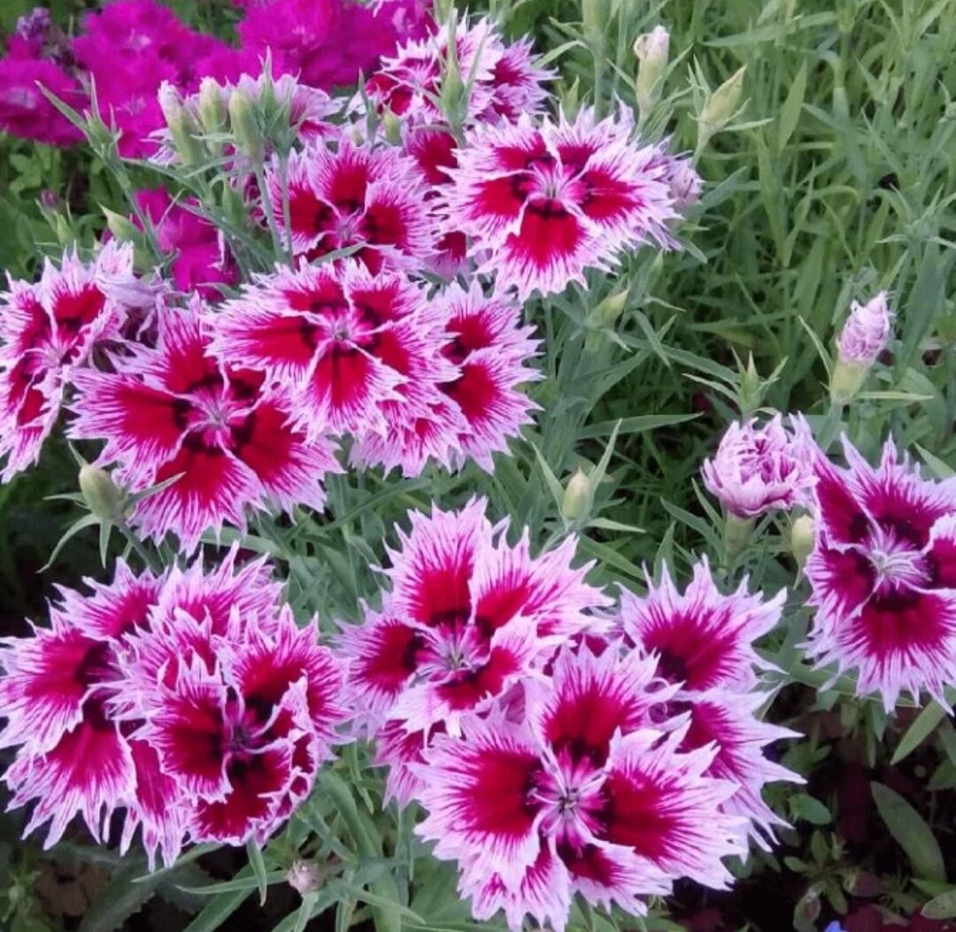 Перистая гвоздика выращивание. Dianthus chinensis гвоздика китайская. Гвоздика китайская (Dianthus chinensis) Diana. Гвоздика китайская Мон Амур.