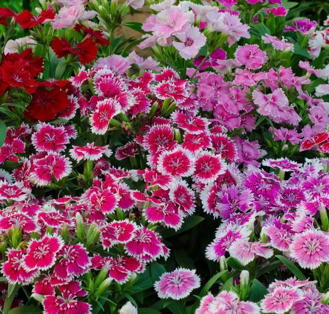 Dianthus chinensis гвоздика китайская. Гвоздика китайская махровая (Dianthus chinensis) "Grace f1" (Salmon). Гвоздика китайская махровая микс. Гвоздика китайская выращивание из семян в домашних