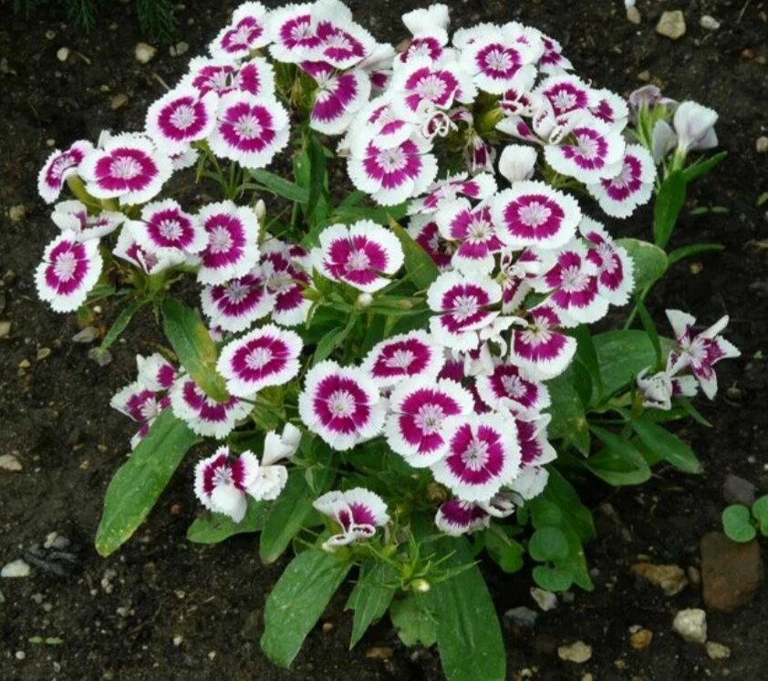 Гвоздика китайская на рассаду семенами. Dianthus chinensis гвоздика китайская. Гвоздика китайская Империалис. Гвоздика китайская Ворожея. Гвоздика китайская f1 диадема.