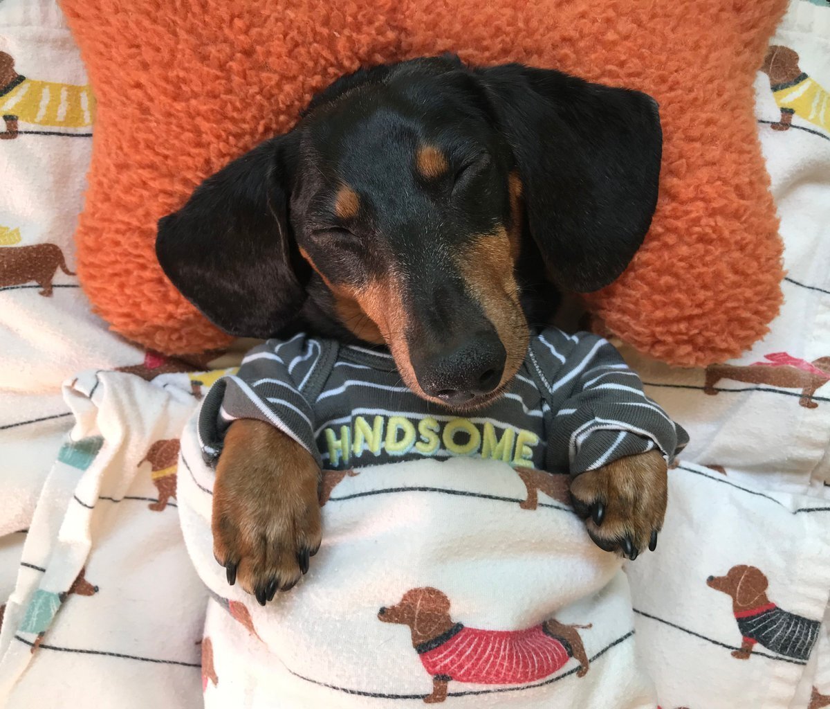 Такса не совсем подходит для квартир и таунхаусов, так как это шумная собака с громким лаем