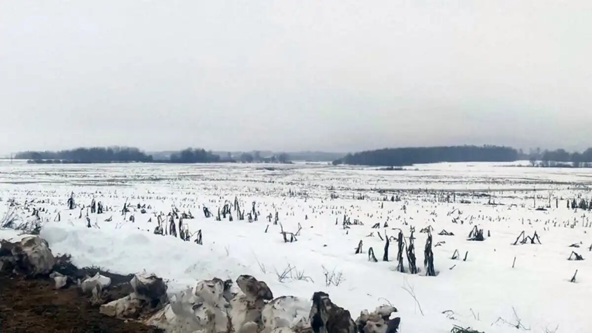 Фото:пресс-служба прокуратуры Хотимского района Директор хозяйства в Могилевской области РБ уничтожил урожай и завысил сведения о площади убранной кукурузы