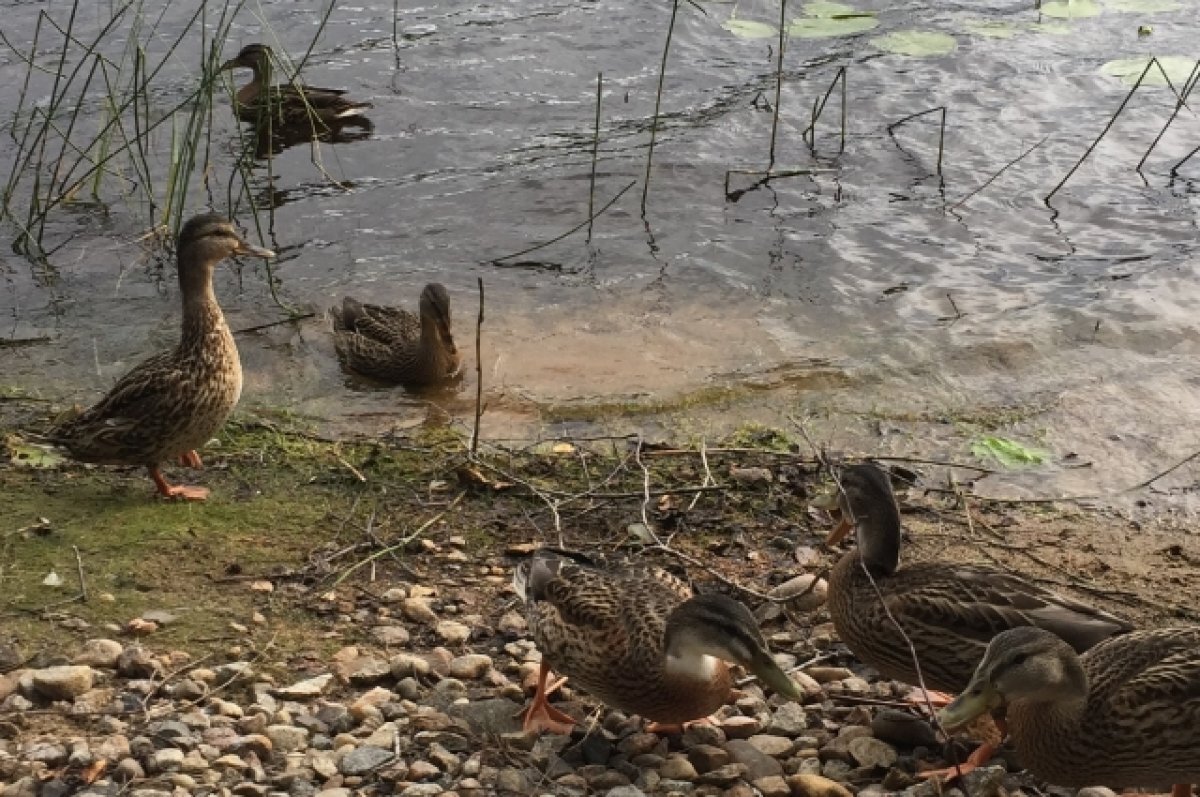    В Воронеже пройдёт учёт зимующих водоплавающих птиц