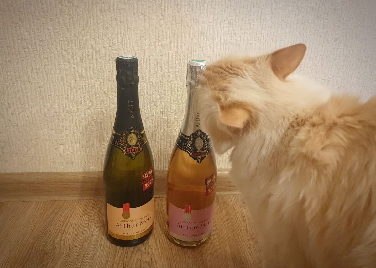 Пушистый дегустатор снова в работе