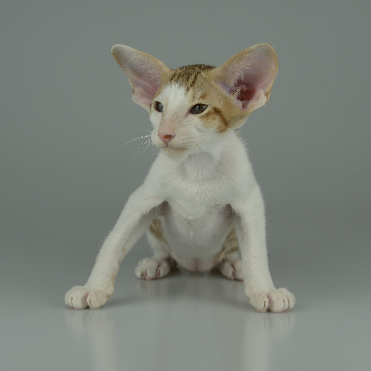 Ориентальный котенок Аннольд, лиловый пятнистый биколор окрас, зеленые глаза