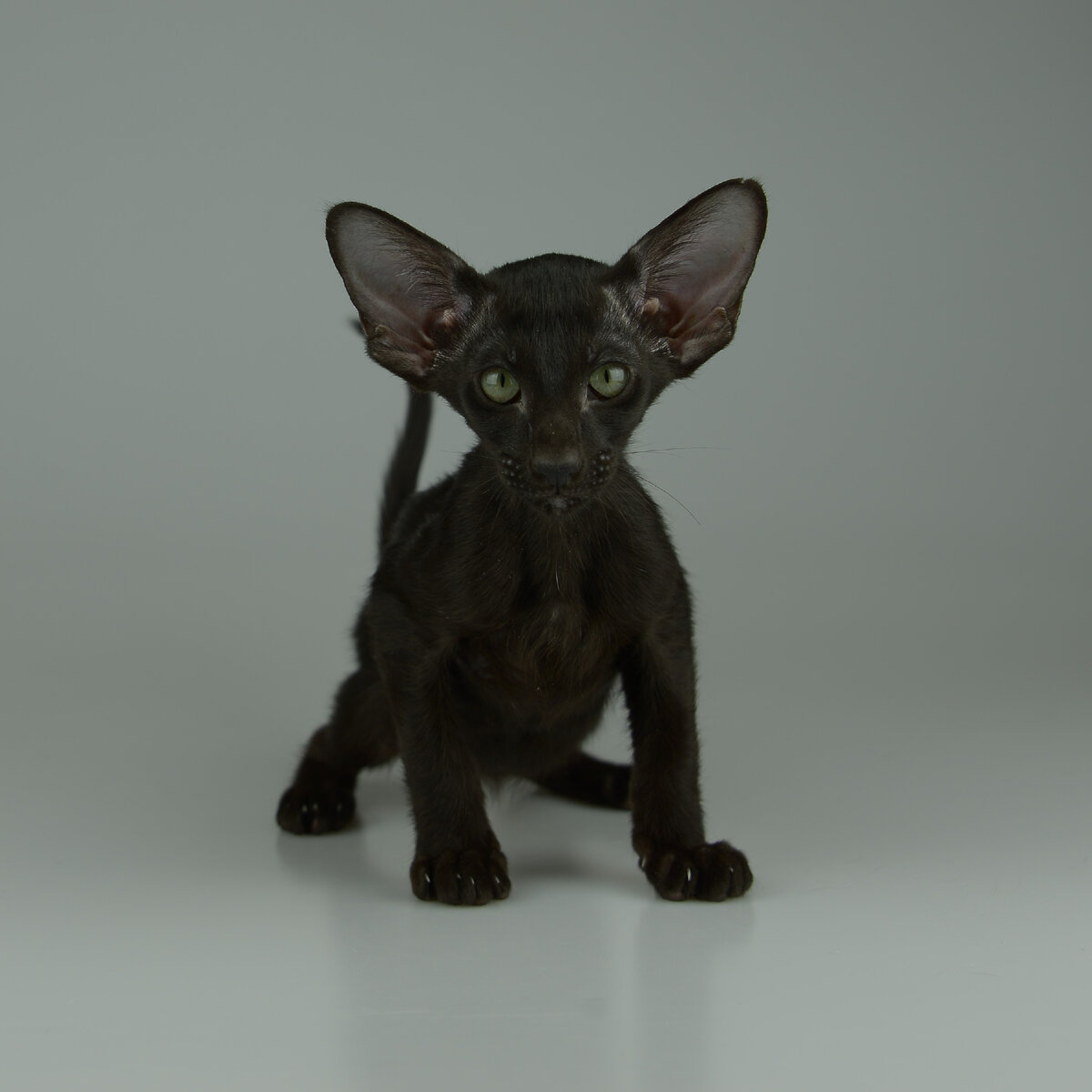 Ориентальный котенок Вильям, черный окрас, зеленые глаза