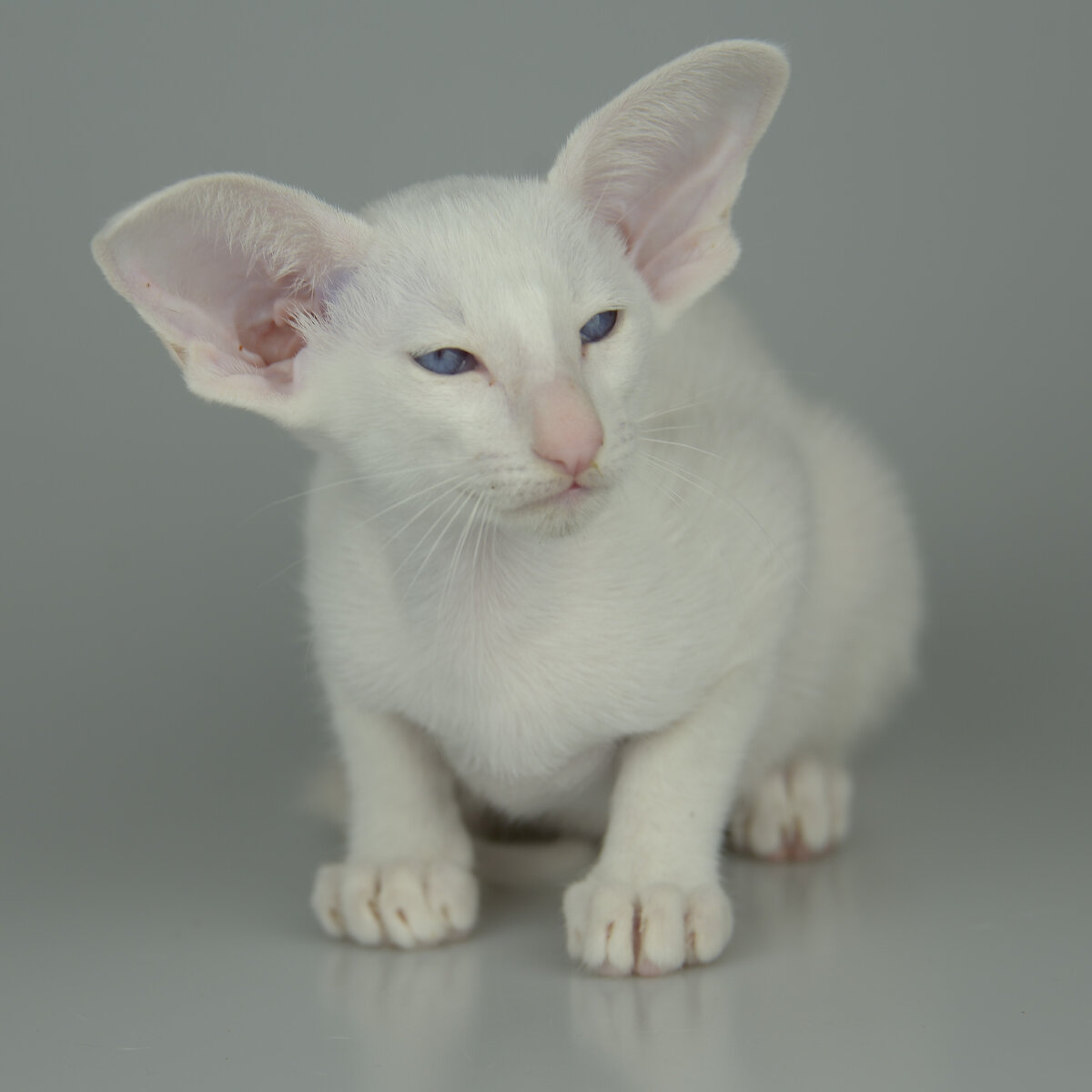 Ориентальный котенок Габриэль Солис, белый окрас, голубые глаза