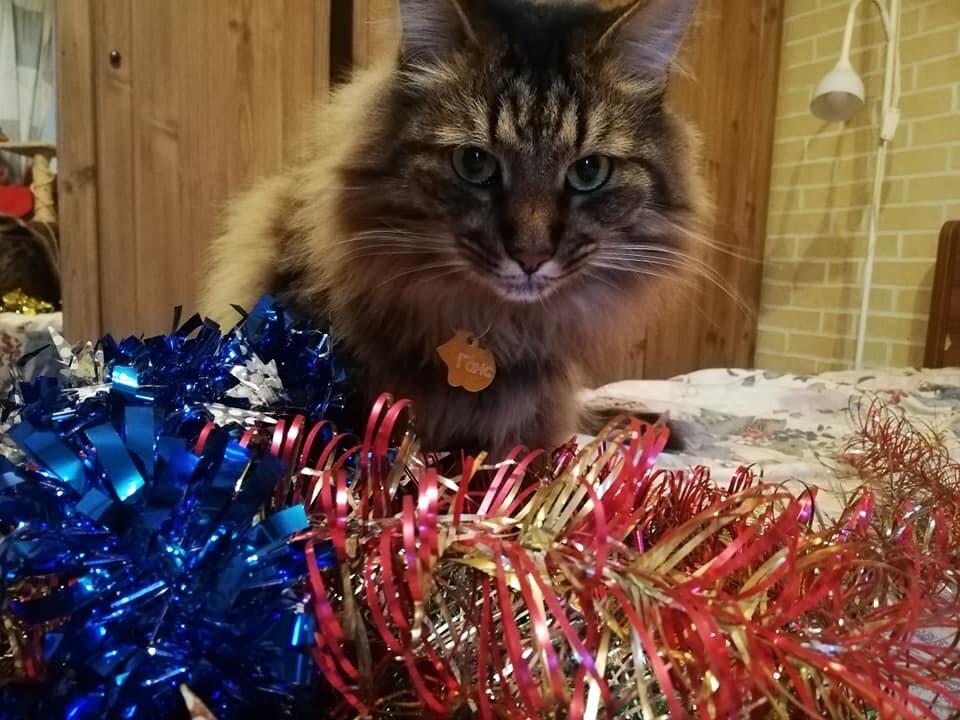 Ну и что, что праздники прошли! Вы посмотрите на эту милоту | Банда ...