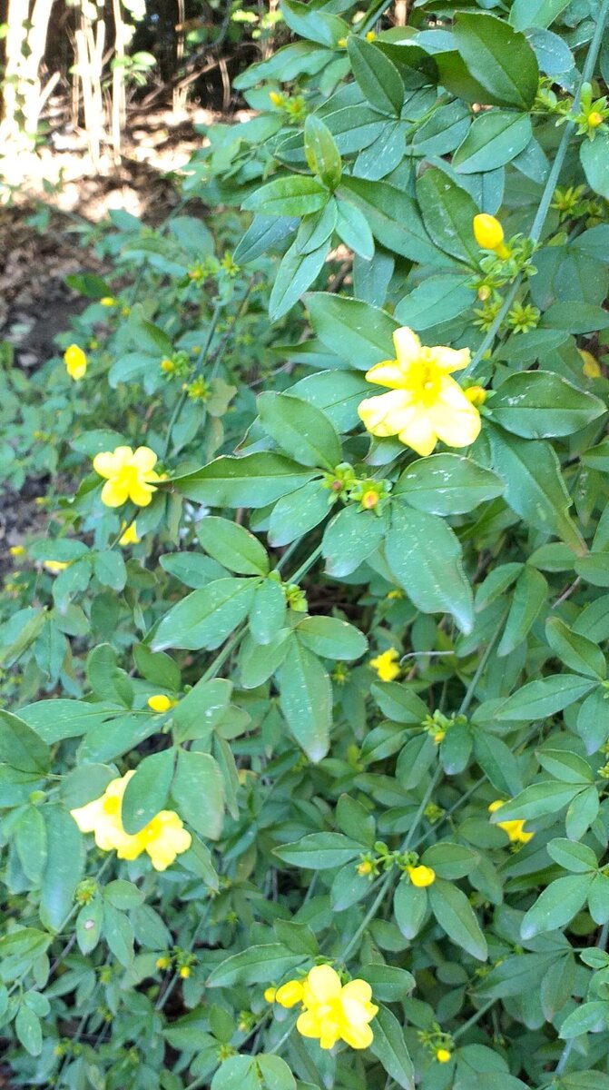 Тут круглый год что-то, да цветет. Какой-то куст с желтыми цветами, к сожалению, не знаю как назывется 🤷‍♀️