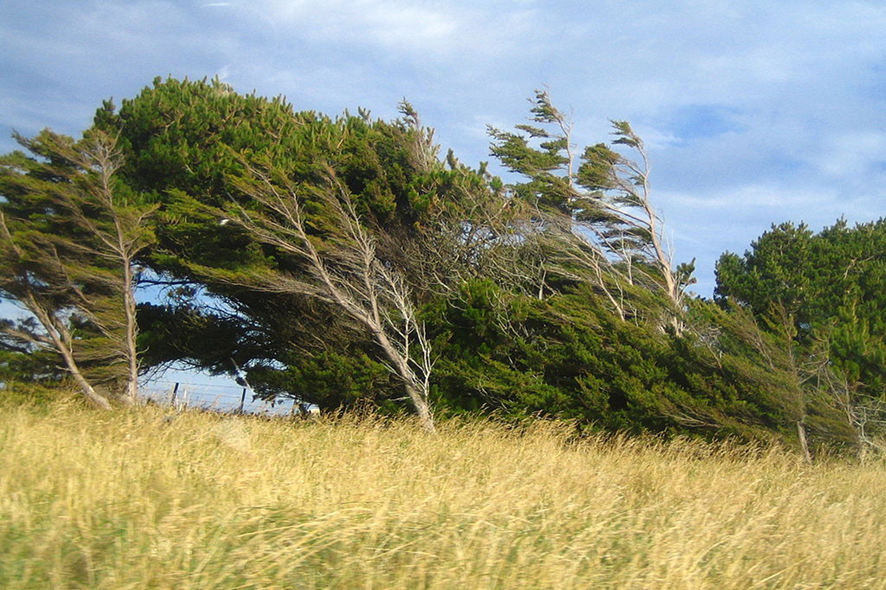 Рис. 1 Ветер - один из факторов образования и переноса песка на дальние расстояния