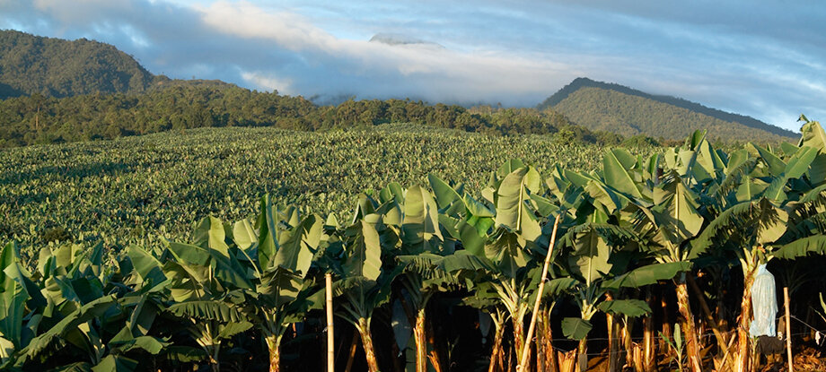 Плантации бананов, Эквадор.