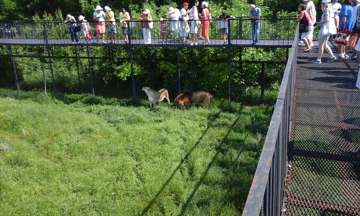 Брачные игры львов в сафари парке Тайган. Зрители посетители наблюдают сверху