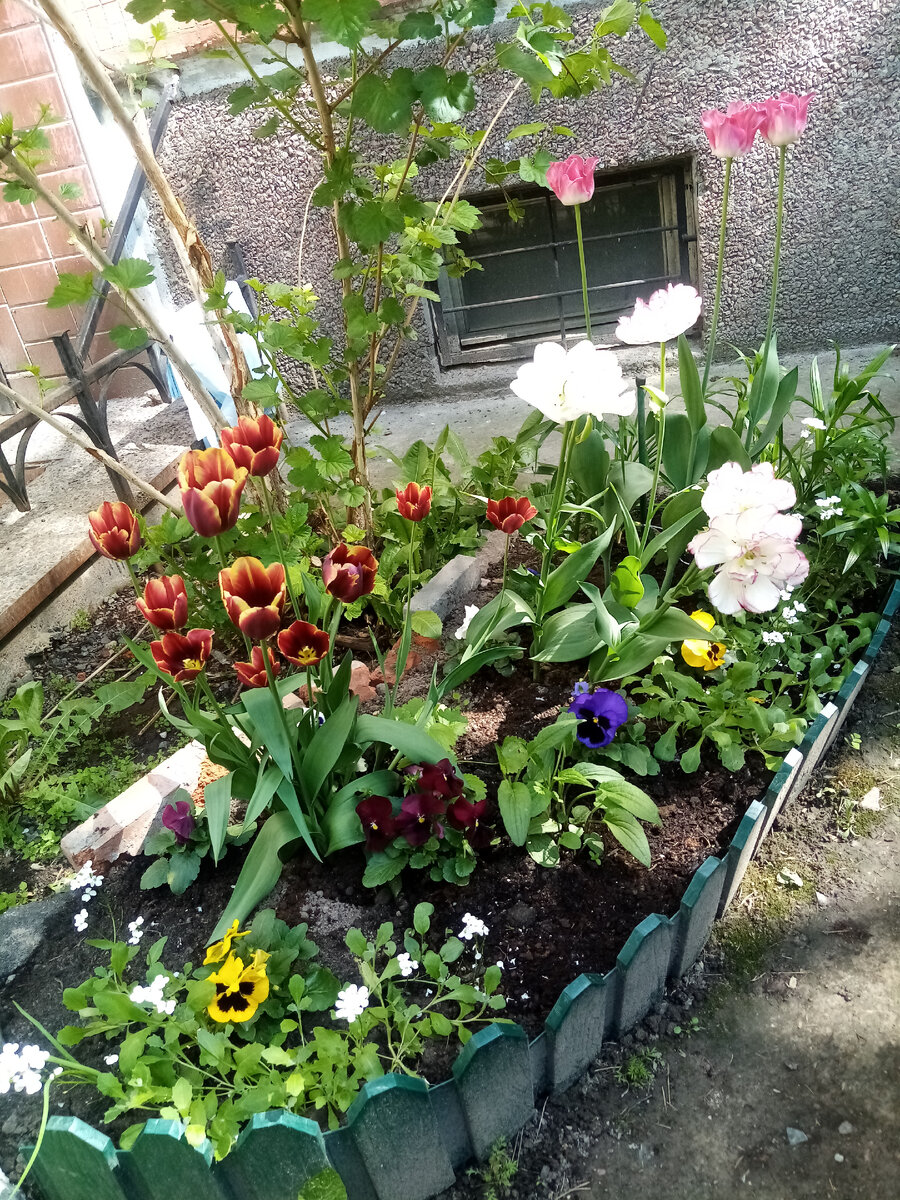 Стихотворение про тюльпан. Стих про тюльпаны короткие. Расцветай как тюльпаны текст. Расцветай как тюльпаны текст. Стихи о цветах.