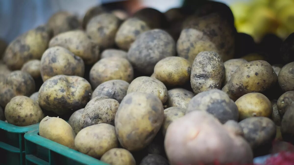     Цены повысились за неделю на овощную продукцию в Волгоградской области. На этот раз лидером среди подорожавших продуктов стал картофель. Его средняя стоимость увеличилась на 4,1%, по данным Волгорадстата.