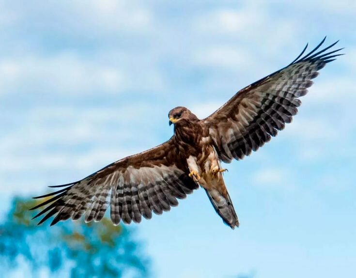Buzzard foto. Сокол крик птицы. Голова сокола пустельги. Сапсан птица голос. Орел сокол ястреб сапсан.