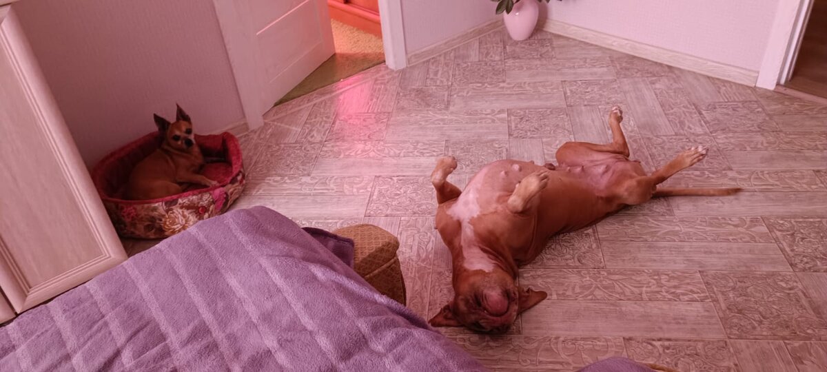 Моня обычно спит на боку, а вот любимая поза Бони - вверх лапками