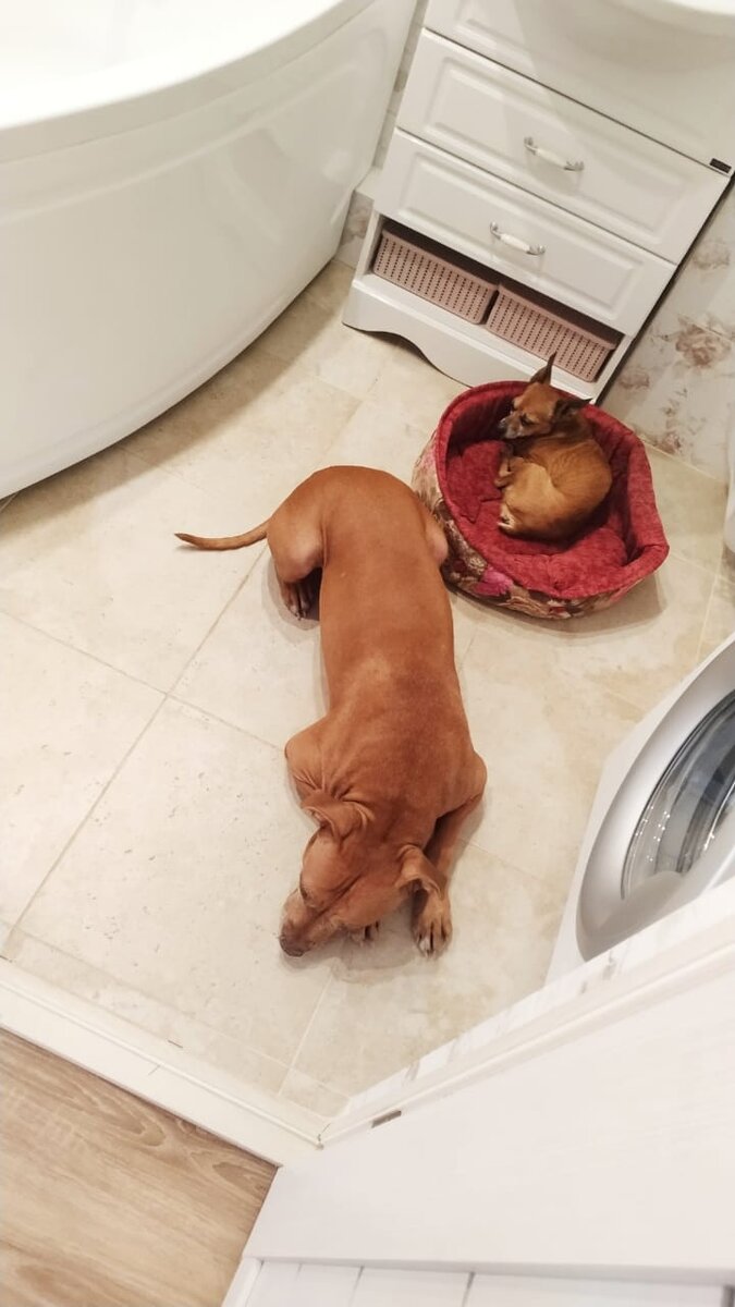 Если ваши собаки свернулись клубочком или прижались тушкой к тëплому полу - то это, скорее всего, потому что замëрзли, а не потому, что им страшно. 