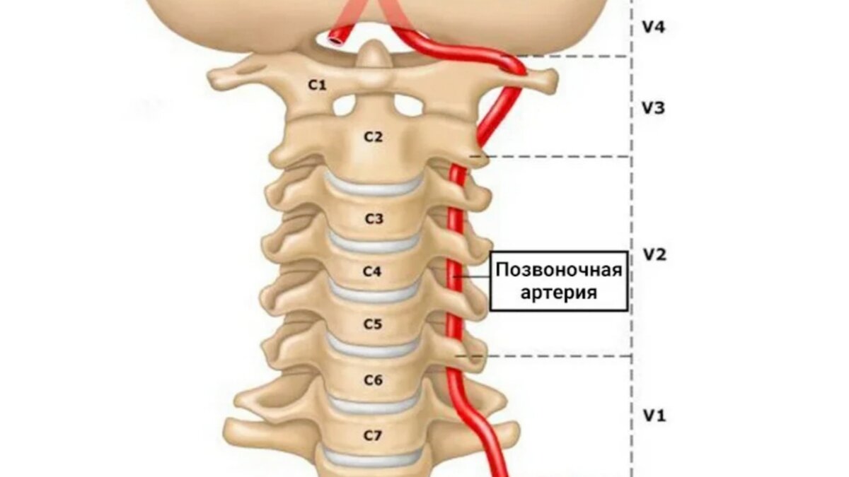Позвоночная артерия 