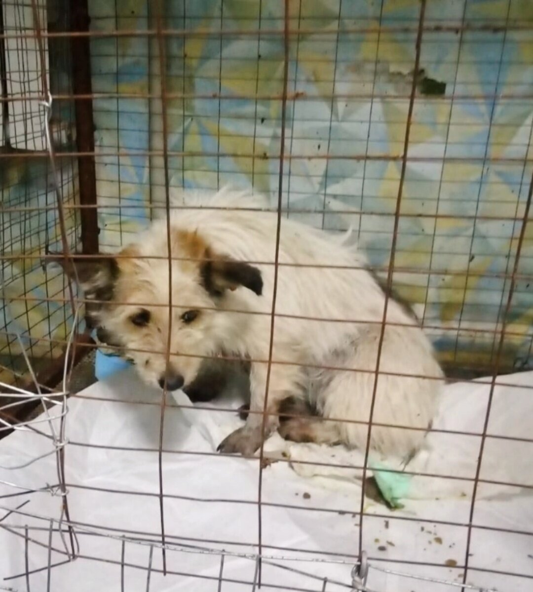 Такой её поймал отлов и привез к себе