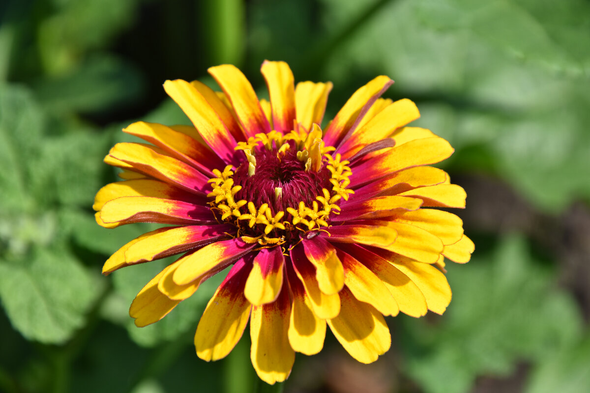 эта расцветка для меня идеальна