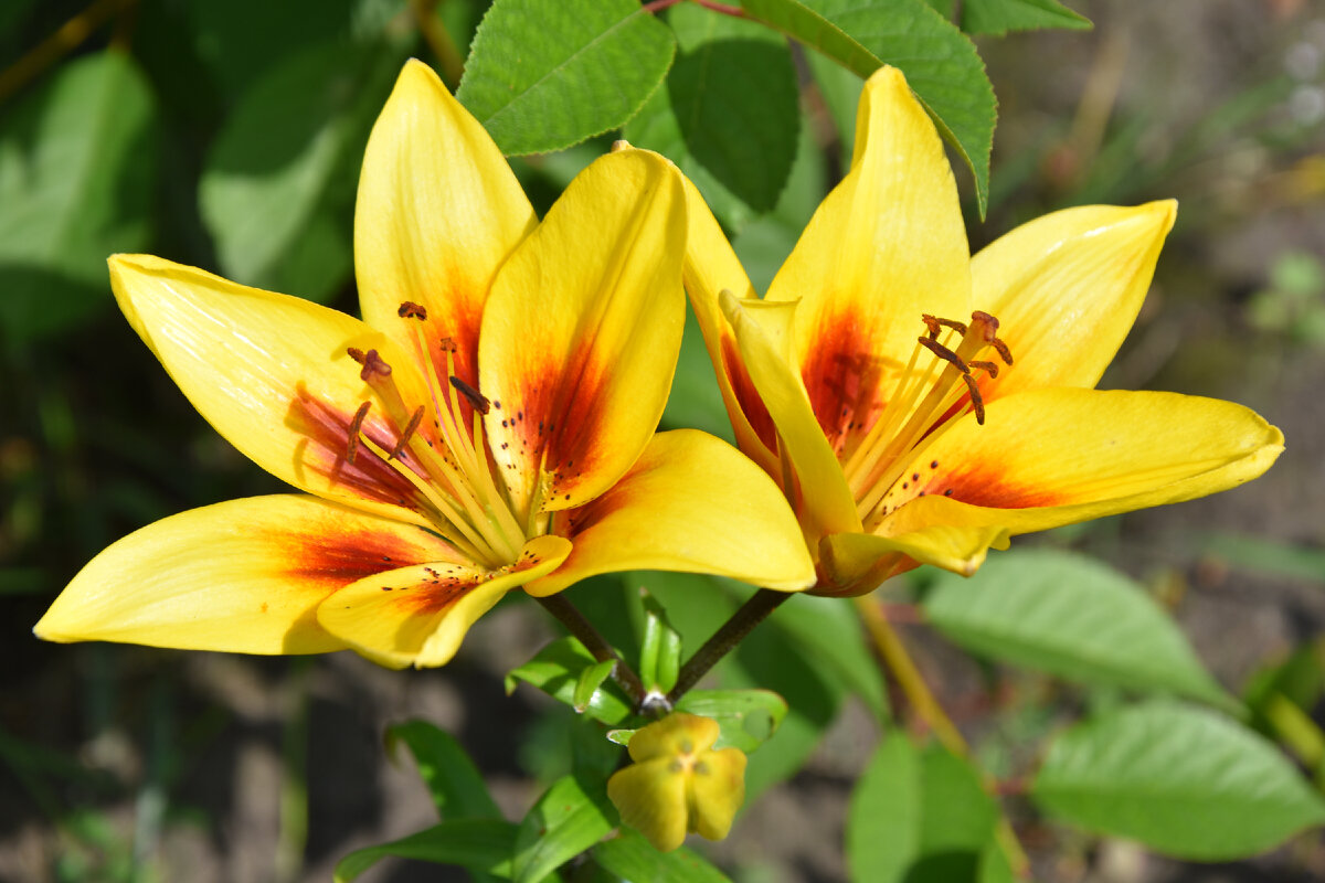 лилия любимица