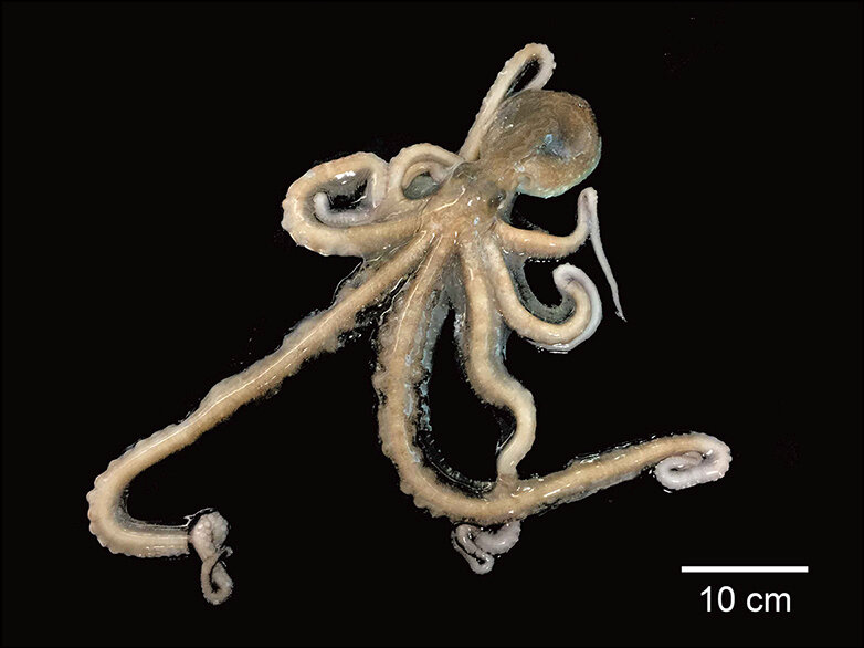 Осьминог Octopus minor. Автор фото Bo-Mi Kim, Seunghyun Kang, Do-Hwan Ahn, Seung-Hyun Jung, Hwanseok Rhee, Jong Su Yoo, Jong-Eun Lee, Seung-Jae Lee, Yong-Hee Han, Kyoung-Bin Ryu, Sung-Jin Cho, Hyun Park, Hye Suck An (Copyright notice reads The authors)