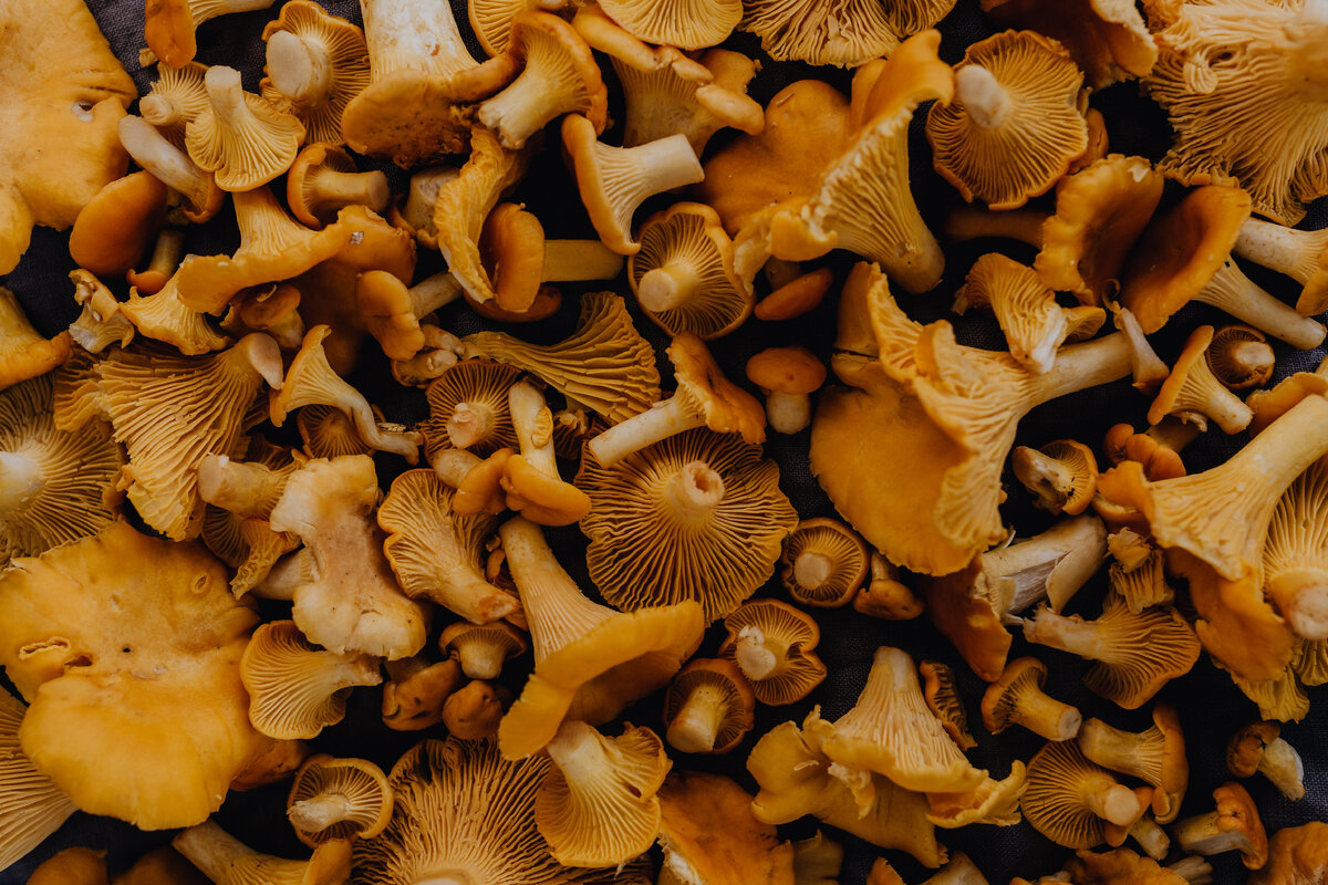 Picking mushrooms. Грибы макро. Грибы Шантарель. Грибы лисички в лесу. Грибы Лисичка горбатая.