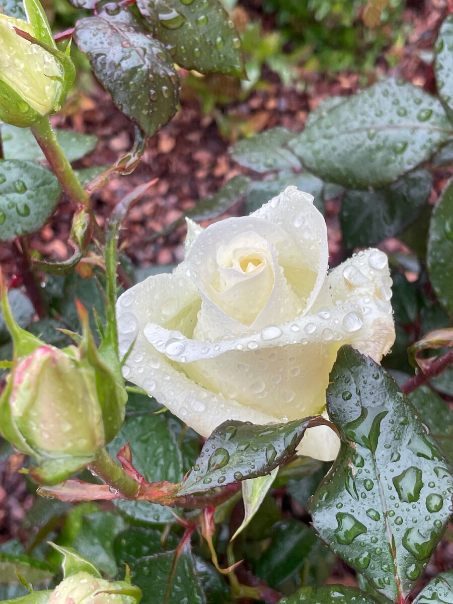 Роза, которая пришла вместо «Ангелы»