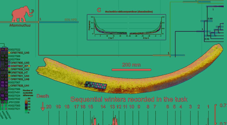   N + 1; Audrey Rowe et al. / Science Advances, 2024