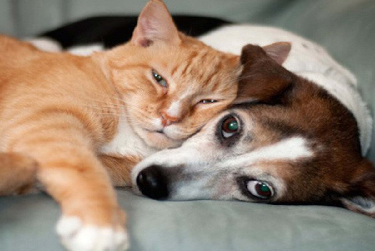 Фото из свободных источников