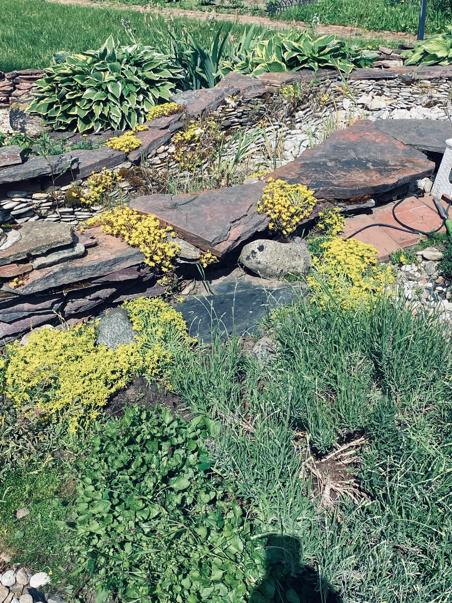 Слева от лаванды маленькие зеленые кустики - это и есть мой колокольчик. Лаванда еще не зацвела, поэтому кустики колокольчика хорошо видны. Фото автора.