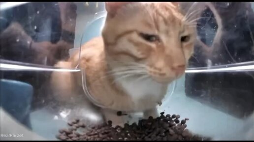 Рыжий кот мем смотрит Рыжий кот мем смотрит